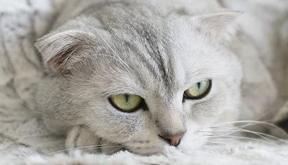 kaiyun sports app-亚洲球队斩获国际杯赛冠军，实力获国际认可，2020亚洲杯主办国